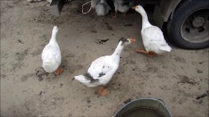 КЛЕТКА-ЗАГОН ИЗ ПРОФИЛЬНЫХ ДУГ ДЛЯ ДОМАШНЕЙ ПТИЦЫ СВОИМИ РУКАМИ