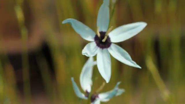 flower bulbs Species Ixia4.avi смотреть онлайн