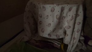 Сфинкс Первые роды