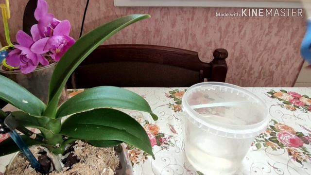 #Первый #полив#пересаженного#фаленопсиса из покупного горшка в стеклянную круглую вазу смотреть онлайн
