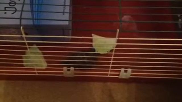 Моя черепаха ест) смотреть онлайн