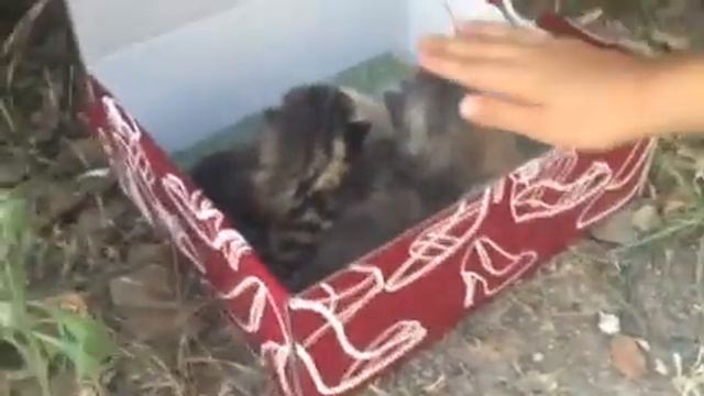 Муссон-коробка с котятами. смотреть онлайн