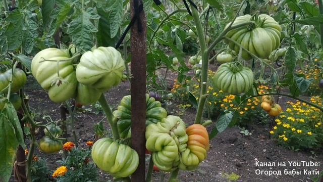 Самые урожайные сорта томатов. Обзор томатов в открытом грунте на Урале. смотреть онлайн