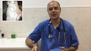 Как понять что у котенка глисты, основные признаки и симптомы