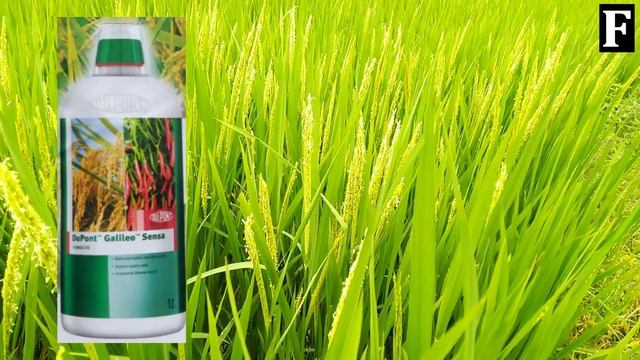 DUPONT GALILEO SENSA FUNGICIDE FULL DETAILS IN TELUGU | FUTURE TECH AGRICULTURE смотреть онлайн