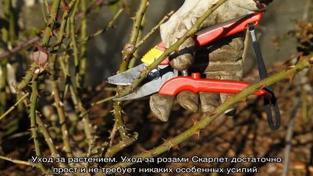 Роза Скарлет (Scarlet) — описание плетистого сорта смотреть онлайн