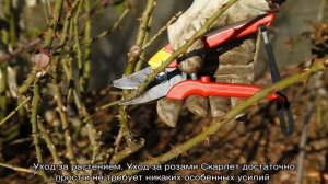 Роза Скарлет (Scarlet) — описание плетистого сорта