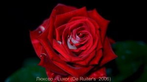 Как распускается роза Люксор - Luxor (De Ruiter's 2006)