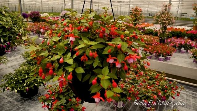 Bella Fuchsia Lydia - Garden Plants with Flowers all summer long! смотреть онлайн
