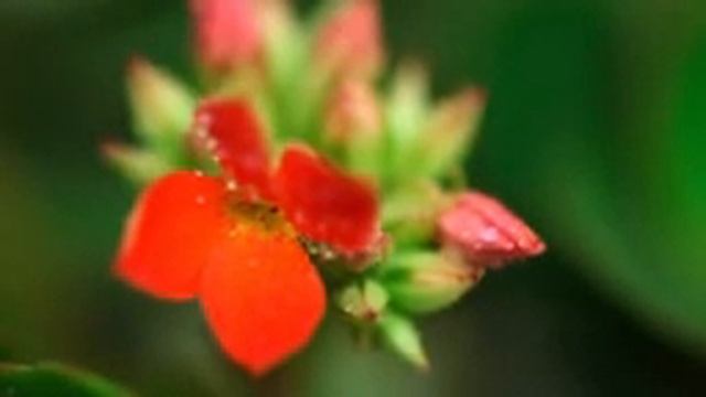 Эту музыку можно слушать вечно! Красивая Восточная музыка Сергей Грищук !