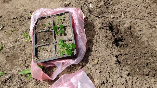 Клубника из семян. Высаживаю рассаду в открытый грунт. смотреть онлайн