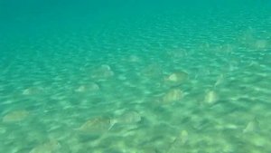 Виндсёрфинг и не только. Египет, Дахаб октябрь 2023.