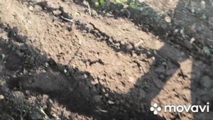 Копаем картошку культиватором. 14 сентября 2020 г.