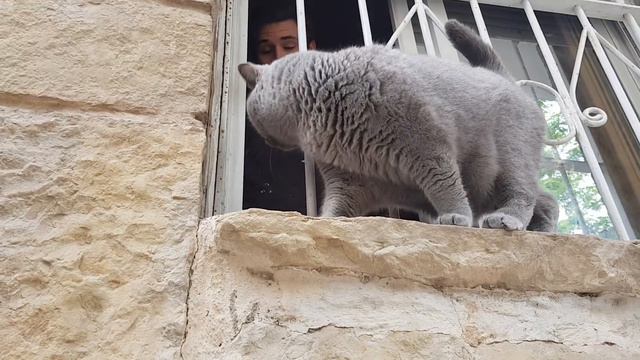 Развлекается кот как может🤩)) смотреть онлайн