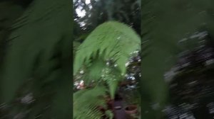 Кедр ливанский