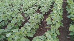 Вторая подкормка подсолнечника бором и микроудобрением