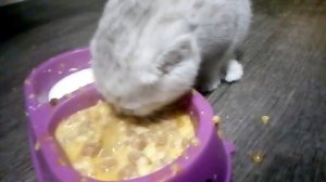 чем кормить котёнка 1.5 месяца ???