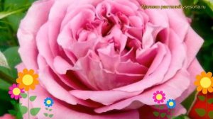 Роза чайно-гибридная Клод Брассер. Краткий обзор, описание характеристик Claude Brasseur