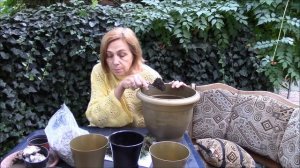 Гелксина. Посадка гелксины как самостоятельное растение.