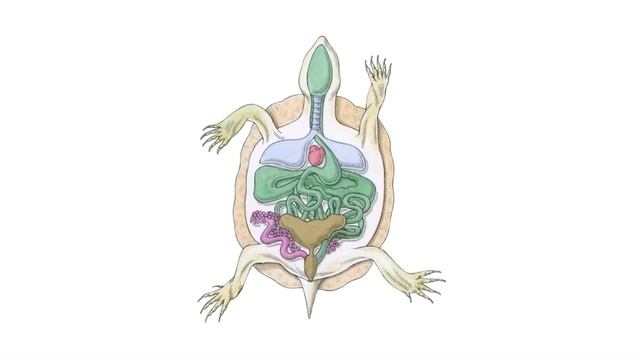 Класс Пресмыкающиеся или Рептилии смотреть онлайн