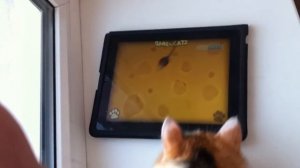 Кот Э играет на айпаде. iPad game for Cats. Cat played.