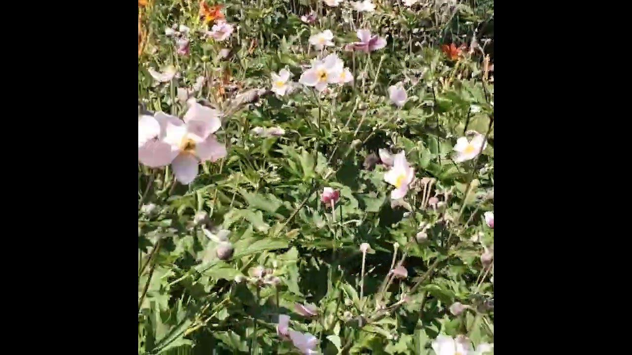 АНЕМОНА. ЛЕСНАЯ ЖЕМЧУЖИНА В ЦВЕТНИКЕ #shortvideo #ландшафтныйдизайн #сад #садоводство #цветы #огород