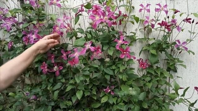 КЛЕМАТИСЫ ИСТОЧНИКИ ВДОХНОВЕНИЯ Клематисы сорта - описание сорта 