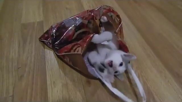 Играющий котенок, милый котенок Артик:) Забавные котята:) Про котов :) смотреть онлайн