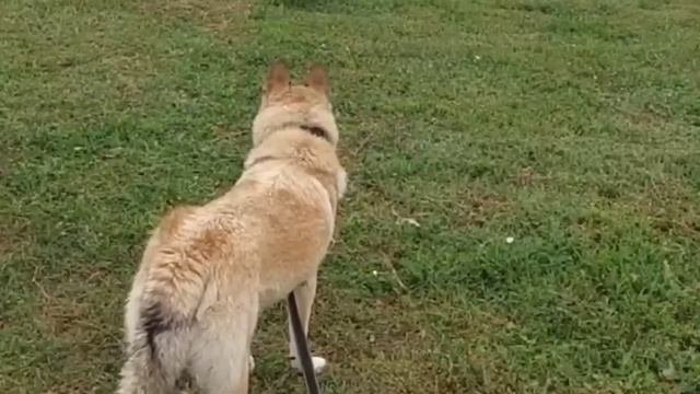 Гром на новом месте жительства