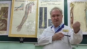 Лекция "Спинномозговые нервы"