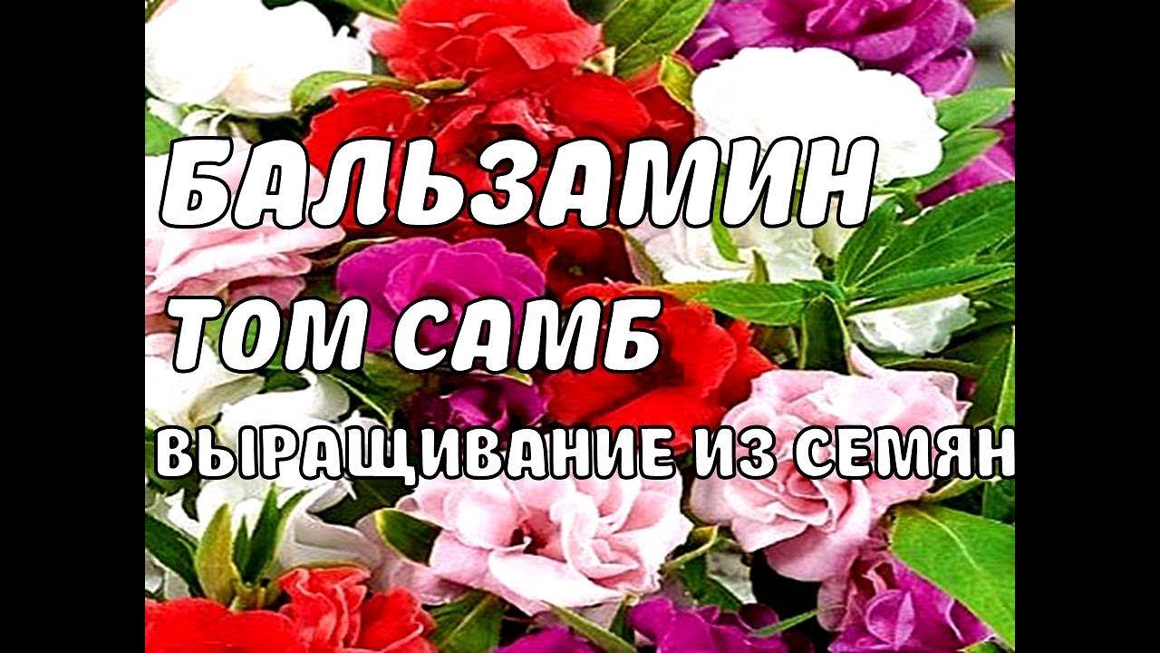 ВЫ САЖАЛИ В САДУ, ОГОРОДЕ БАЛЬЗАМИН ТОМ САМБ! КАК ВЫРАСТИТЬ БАЛЬЗАМИН ИЗ СЕМЯН,ВСХОДЫ НА 3 ДЕНЬ БМ