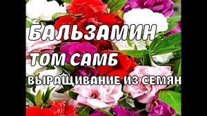 ВЫ САЖАЛИ В САДУ, ОГОРОДЕ БАЛЬЗАМИН ТОМ САМБ! КАК ВЫРАСТИТЬ БАЛЬЗАМИН ИЗ СЕМЯН,ВСХОДЫ НА 3 ДЕНЬ БМ