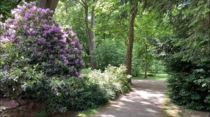 Весенняя прогулка/Frühlingsspaziergang. Цветение белой акации и рододендрона