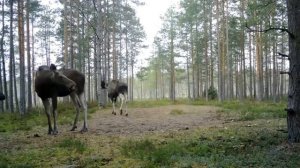 Гон лося. Звук лося. Лось, лосиха и лосята.