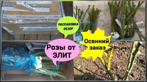Распаковка посылки с саженцами роз из питомника Элит.Осенний заказ.