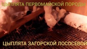 Цыплята 5-дней Первомайской и Загорской Лососевой пород кур.