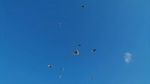 Николаевские голуби Воронеж