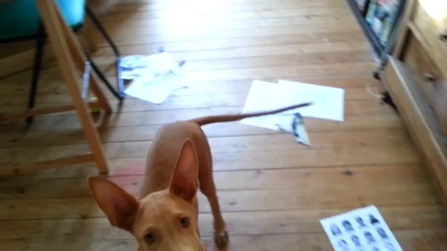 Life in France: Meet my puppy Pharaoh Hound dog and Cat Soleil смотреть онлайн