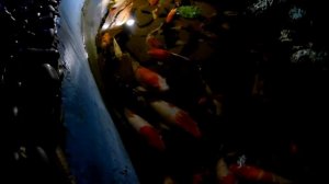 Для детей - океанариум, террариум, пингвинариум Анапа. Детский влог матвей тв