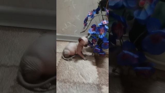 котенок канадского сфинкса