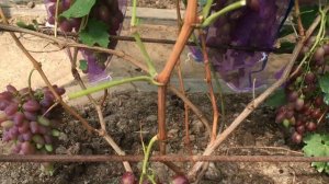 #ВиноградДубовский красный селекции Гусева С.Э. 2021г.