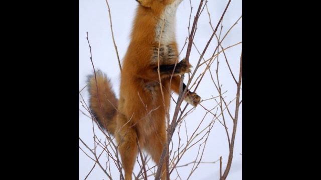 Песня рыжий лис. Рыжая бесстыжая лиса. Рыжий бесстыжий песня. Рыжая рыжая самая бесстыжая слушать текст песни.