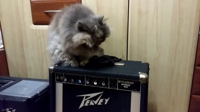 Peavey Studio PRO 40 & Pussycat Mary смотреть онлайн