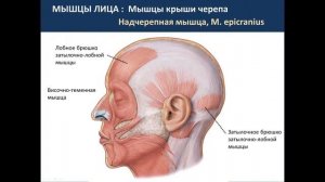 Мышцы и топографические образование головы   21.09.21 - 14:15