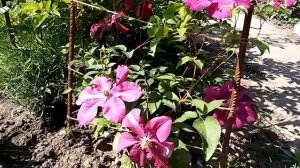 Роза Хоуп фо Хьюманити,Сангрия,Чайна Гел,Букаву....