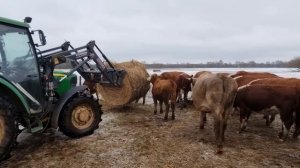 КОРМЛЕНИЕ СЕНОМ ВВОЛЮ - Основа успеха открытого Зимнего содержания Герефордов.