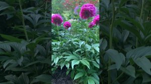 Paeonia 'Friedrich von Telramund'--канал ЮТУБ :  ПІВОНІЇ - ВСЕ ПРО НИХ.