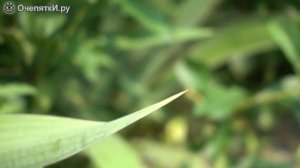 Взлёт стрекозы в замедлении