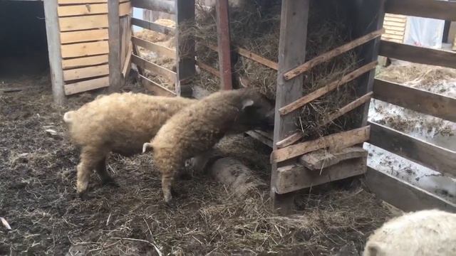 Козосвиньи. Венгерская Мангалица 8 мес.Содержание мангалицы в Сибири