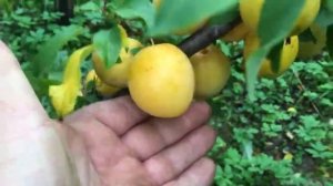 Фантастически вкусная алыча на вашем участке